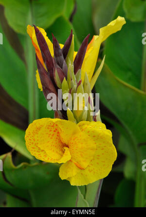 Canna giglio giallo Re Umberto Foto Stock