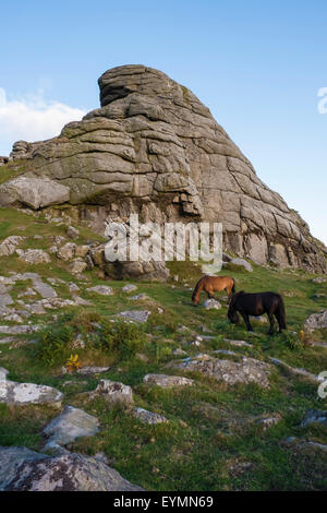 Dartmoor pony pascolano sotto Haytor su Dartmoor Devon. Regno Unito Foto Stock