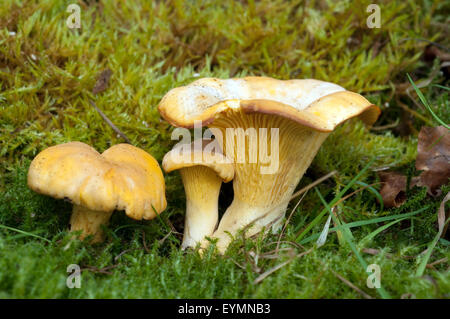 Pfifferlinge, Pfifferling, Eierschwamm, Cantharellus cibarius,, Foto Stock