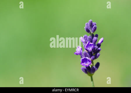 Lavandula angustifolia 'Munstead' contro lo sfondo di colore verde Foto Stock