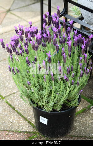 Lo spagnolo la lavanda o noto anche come Lavandula stoechas in una pentola Foto Stock