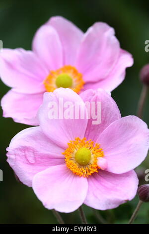 Anemoni giapponesi sono noti anche come Anemone x hybrida e Anemone hupehensis. Foto Stock