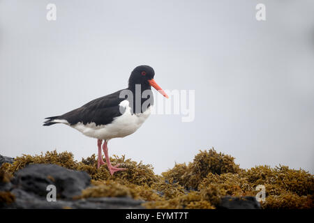 , Oystercatcher Haematopus ostralegus, singolo uccello sulla roccia, Mull, Scozia, Luglio 2015 Foto Stock