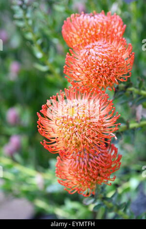 Arancione cuscino Pin Proteas in piena fioritura Foto Stock