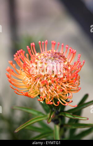 Arancione cuscino Pin Proteas in piena fioritura Foto Stock