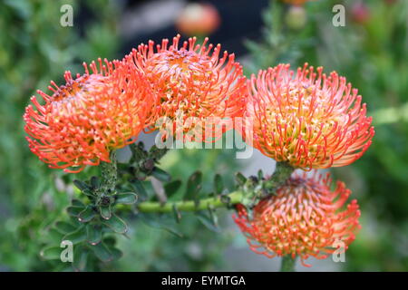 Arancione cuscino Pin Proteas in piena fioritura Foto Stock