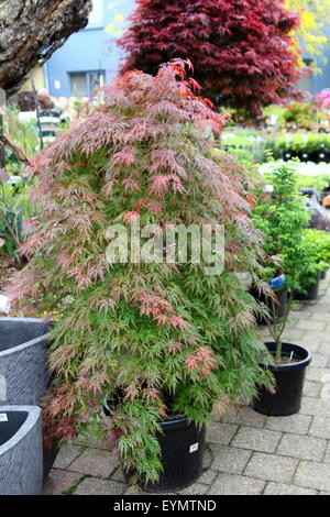 Acer palmatum 'Inabe Shidare' o noto come viola pianto acero giapponese Foto Stock