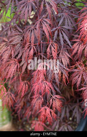 Acer palmatum 'Inabe Shidare' o noto come viola pianto acero giapponese Foto Stock