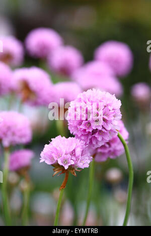 Close up dettaglio colpo di rosa fiori di Armeria Foto Stock