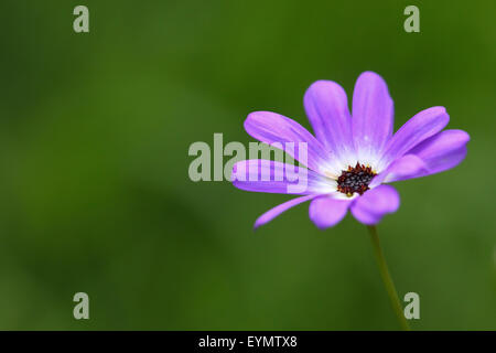 Viola Osteospermum African Daisy Foto Stock