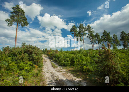 Pomeriggio estivo a Lavington comune, West Sussex, in Inghilterra. Foto Stock