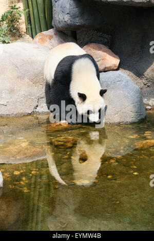 Panda in prossimità di acqua Foto Stock