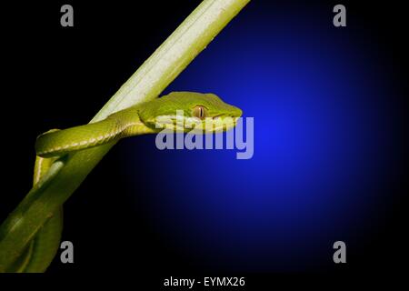 Cinese bamboo verde viper strisciando sul ramo a notte estiva in Taiwan,Asia Foto Stock