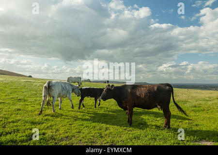 Pomeriggio estivo sul South Downs vicino a Rodmell, East Sussex, Inghilterra. Foto Stock