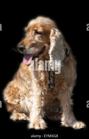 Cocker Spaniel,, Roter, Cocker-Spaniel Foto Stock