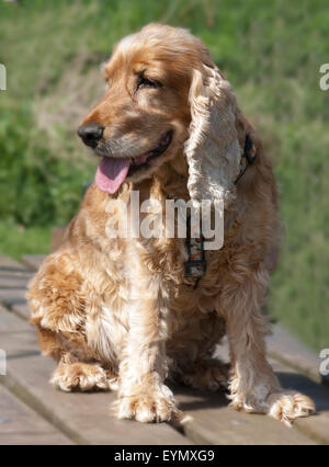 Cocker Spaniel,, Roter, Cocker-Spaniel Foto Stock