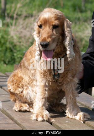 Cocker Spaniel,, Roter, Cocker-Spaniel Foto Stock