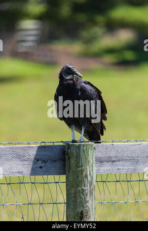 Avvoltoi nero (Coragyps atratus), adulti arroccato, Lancaster County, PA, Stati Uniti d'America. Foto Stock