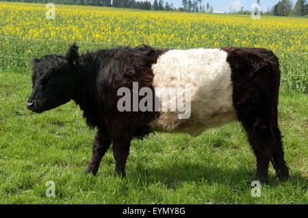 Galloway-Sattelrind, Belted, Galloway, Foto Stock