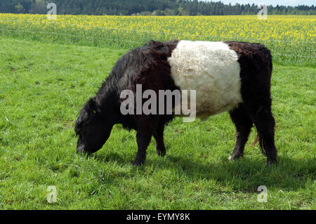 Galloway-Sattelrind, Belted, Galloway, Foto Stock