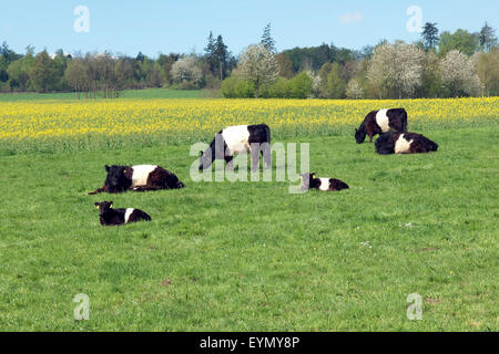 Galloway-Sattelrind, Belted, Galloway, Foto Stock