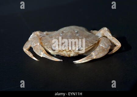 Krabbe, Brachyura, Kurzschwanzkrebs Foto Stock