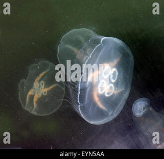 Ohrenqualle, Aurelia aurita, im,Meer, Foto Stock