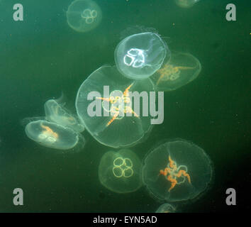 Ohrenqualle, Aurelia aurita, im,Meer, Foto Stock