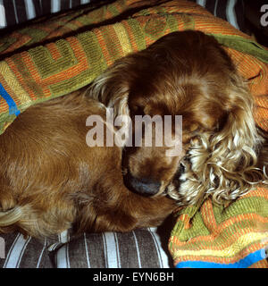 Cocker Spaniel,, Roter, Cocker-Spaniel, Foto Stock