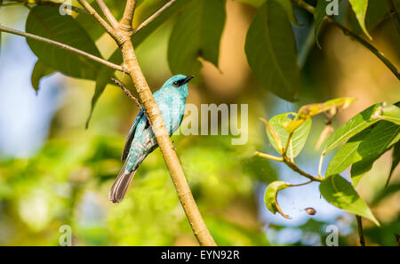 Piccolo uccello, Verditer Flycatcher appollaiato su un ramo di albero con spazio di copia Foto Stock