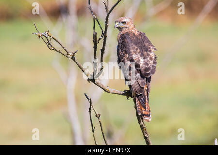 Un falco Red-Tailed posatoi su un albero morto arto alla ricerca di prede. Foto Stock