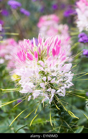 Cleome hassleriana fiori. Foto Stock