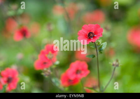 Potentilla 'Gibson Scarlet' Fiori. Foto Stock