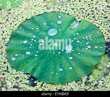 Lotusblatt, Tautropfen, Wasserpflanzen Foto Stock