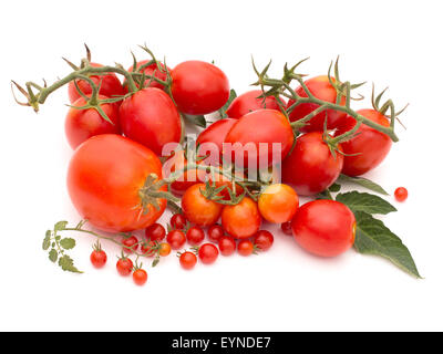 Genuine pomodori organici dal mio giardino, non tutto perfetto. Includono piccoli pomodori ribes, Lycopersicon pimpinellifolium. Foto Stock