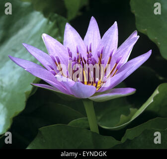 Il Blauer Aegyptischer Lotus; Nymphaea Caerulea; Wasserpflanzen Foto Stock