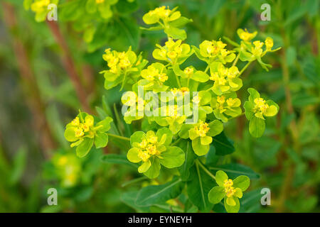 Sumpfwolfsmilch; Euphorbia, palustris; Foto Stock