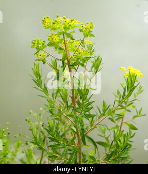 Sumpfwolfsmilch, Euphorbia palustris, Wolfsmilch, Wasserpflanzen Foto Stock