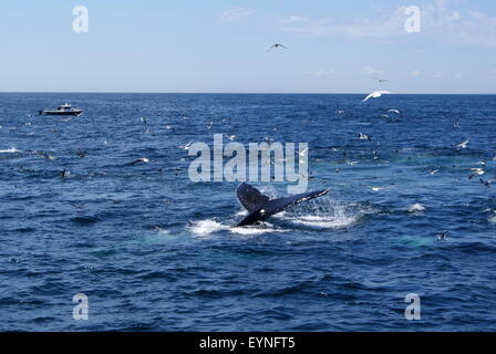 La coda fluke di Humpback Whale come la balena inizia a tuffo, una piccola barca è visibile in background. Foto Stock