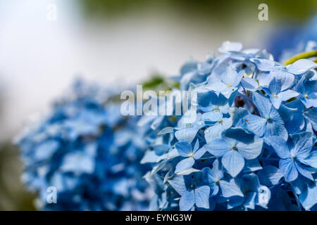 Ortensia o hortensia blu fiore Foto Stock