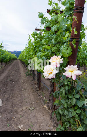 Verde primavera i vitigni nel pulire le righe decorato con rose alle estremità Foto Stock