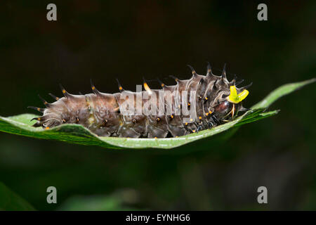 Richmond Birdwing Butterfly Caterpillar Foto Stock