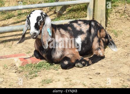 I nostri sei settimane vecchio pedigree Anglo Nubian capra capretto buck a prendere il sole. Macchie di capre Foto Stock