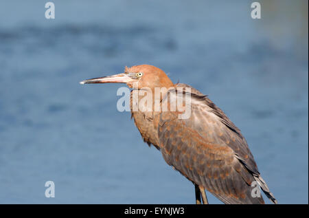 Garzetta rossastra Ritratto giovanile Foto Stock