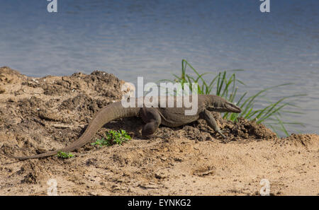 Drago di Komodo, Varanus komodensis, sulla spiaggia, Foto Stock