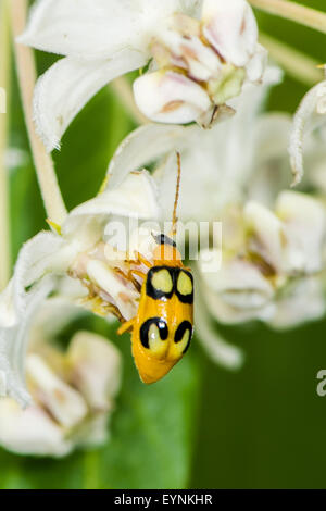 Un cetriolo beetle in Costa Rica Foto Stock