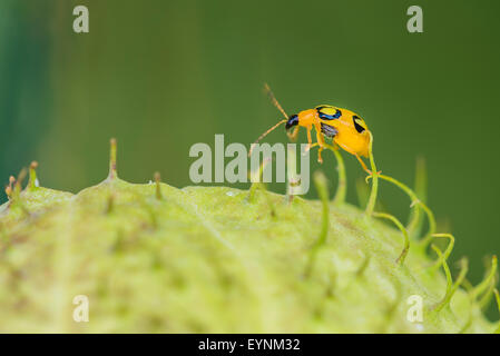 Un cetriolo beetle in Costa Rica Foto Stock