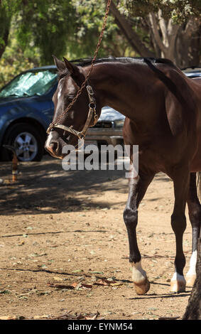 Cavallo essendo guidato da una derivazione per esercitare nel granaio cantiere Foto Stock