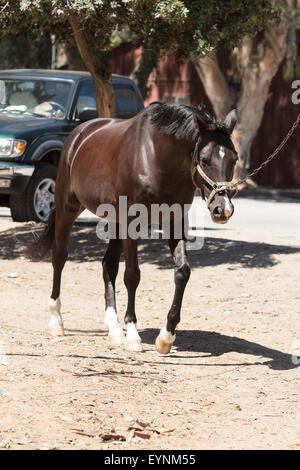 Cavallo essendo guidato da una derivazione per esercitare nel granaio cantiere Foto Stock