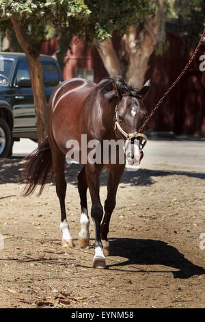 Cavallo essendo guidato da una derivazione per esercitare nel granaio cantiere Foto Stock